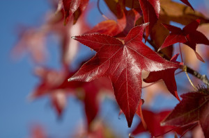 Yeah, California has autumn leaves too